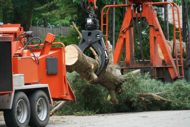 How Our Tree Care Process Works  in  Kenneth City, FL